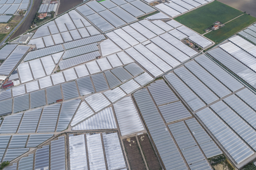 Aerial view of vast agricultural greenhouses and geometric polytunnels covering the landscape under soft daylight Paestum Campania Italy.