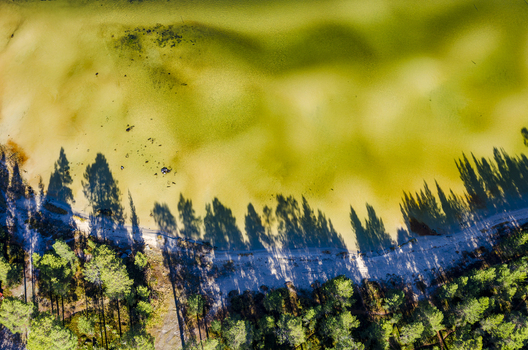 Aerial view of the clear green waters of Lake Femund with long shadows cast by pine trees onto the sandy shoreline in Norway. Aerial view of the clear green waters of Lake Femund with long shadows cast by pine trees onto the sandy shoreline in Norway.
