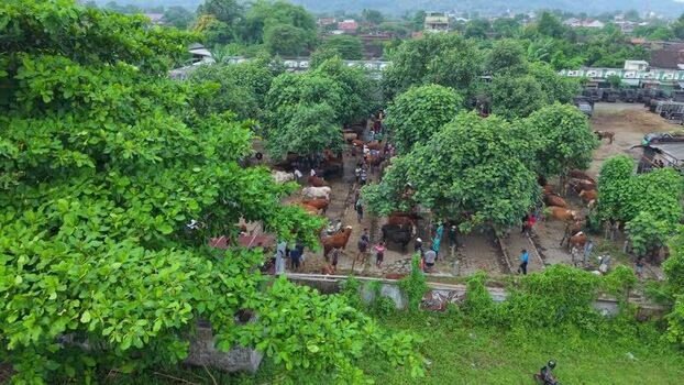 Aerial view of Animal Market Prambanan with cattle Indonesia. Aerial view of Animal Market Prambanan with cattle Indonesia.