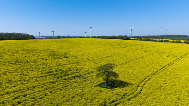 Aerial view of New Albion Wind Farm with a lone tree in a vibrant yellow rapeseed field under a clear blue sky Rushton England United Kingdom. Aerial view of New Albion Wind Farm with a lone tree in a vibrant yellow rapeseed field under a clear blue sky Rushton England United Kingdom.