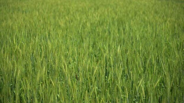 View of a lush green wheat field in Nepal.