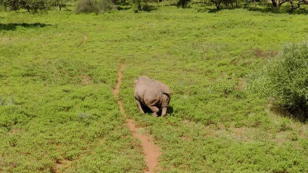 Aerial view of a rhino walking in the savanna South Africa.