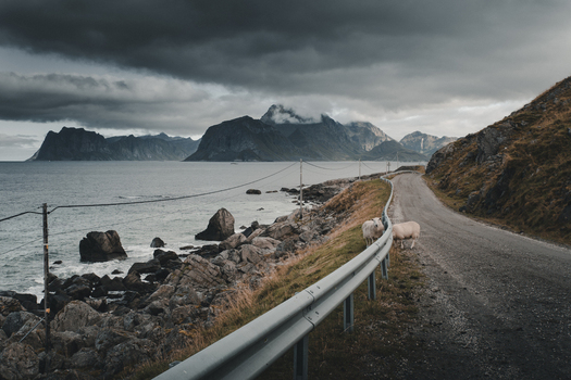 View of sheep grazing on the roadside near Myrland Beach with rocky coastline and dramatic mountains under a cloudy sky in Napp Nordland Norway. View of sheep grazing on the roadside near Myrland Beach with rocky coastline and dramatic mountains under a cloudy sky in Napp Nordland Norway.
