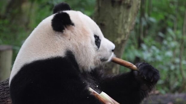 View of a giant panda eating bamboo in China. View of a giant panda eating bamboo in China.