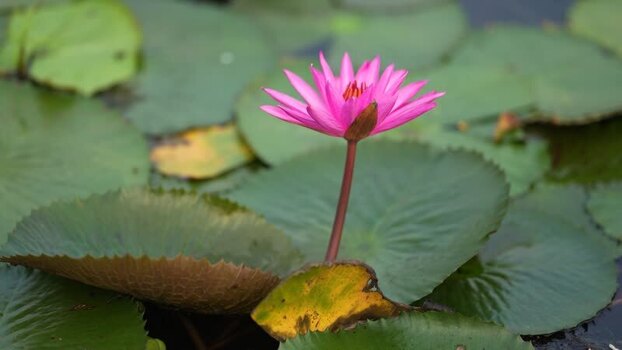 View of a pink water lily blooming in a pond Bangladesh. View of a pink water lily blooming in a pond Bangladesh.