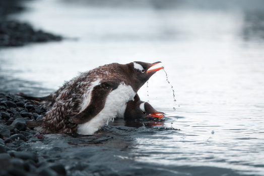 View of Gentoo penguins on a rocky shore with water droplets flying from a beak in Antarctica.