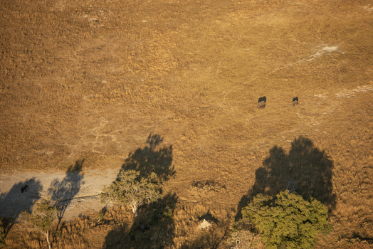Aerial view of elephants walking across the dry savanna landscape of the Okavango Delta with scattered trees and long shadows in Maun North West District Botswana. Aerial view of elephants walking across the dry savanna landscape of the Okavango Delta with scattered trees and long shadows in Maun North West District Botswana.