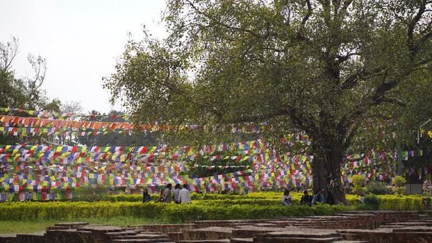 View of the sacred Bodhi Tree and prayer flags in Lumbini Nepal.