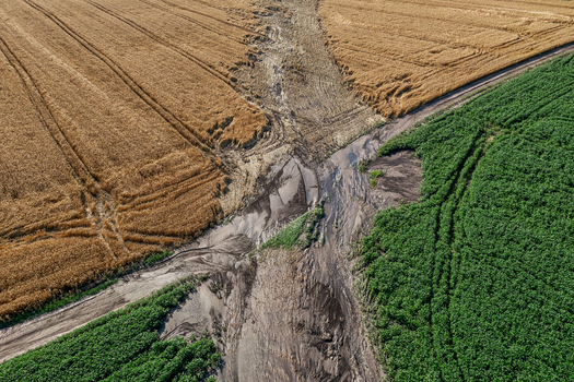 Aerial view of a dramatic divide where golden wheat fields meet vibrant green crops separated by a sandy gully Chyhyryns kyi district Cherkasy Oblast Ukraine.