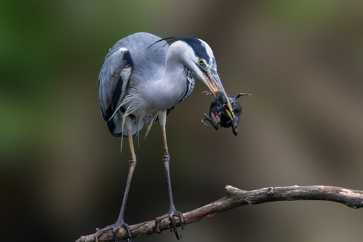 View of a grey heron perched on a branch while holding its prey in its beak against a soft blurred background in Selestat Grand Est France.