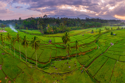 Aerial view of Taba Tembilang rice terraces with lush palm trees vibrant green paddies and distant mountains under a dramatic sunset sky in Arga Makmur Bengkulu Indonesia. Aerial view of Taba Tembilang rice terraces with lush palm trees vibrant green paddies and distant mountains under a dramatic sunset sky in Arga Makmur Bengkulu Indonesia.