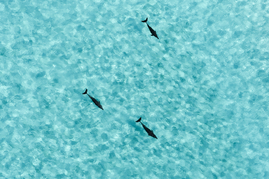 Aerial view of three dolphins swimming through crystal clear turquoise ocean water with gentle ripples on the surface in Vashafaru Haa Alif Atoll Maldives. Aerial view of three dolphins swimming through crystal clear turquoise ocean water with gentle ripples on the surface in Vashafaru Haa Alif Atoll Maldives.
