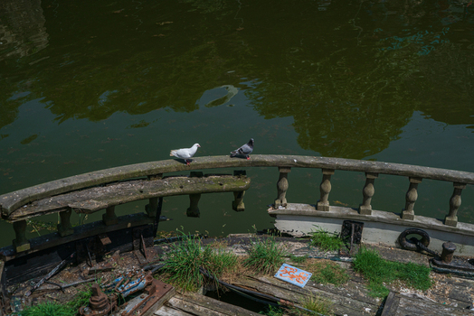 View of two pigeons perched on the weathered wooden railing of an old boat in the historic harbour of Charlestown Cornwall United Kingdom. View of two pigeons perched on the weathered wooden railing of an old boat in the historic harbour of Charlestown Cornwall United Kingdom.