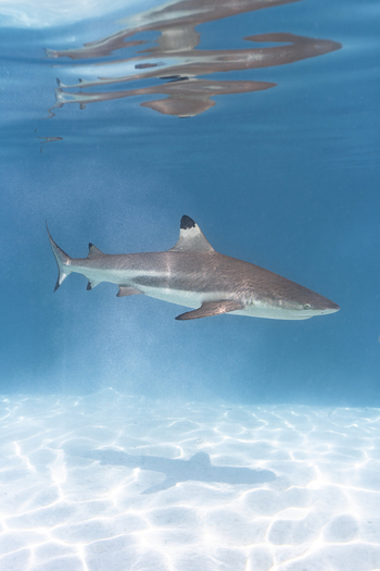 View of a blacktip reef shark swimming in clear blue water over a sandy seabed in Moorea Maiao Windward Islands French Polynesia.