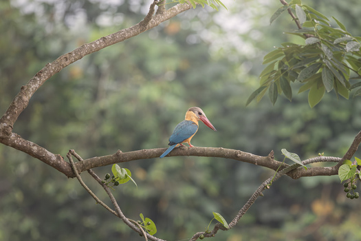 View of a stork billed kingfisher perched on a tree branch among lush green foliage in Dehong Dai and Jingpo Autonomous Prefecture Yunnan China. View of a stork billed kingfisher perched on a tree branch among lush green foliage in Dehong Dai and Jingpo Autonomous Prefecture Yunnan China.