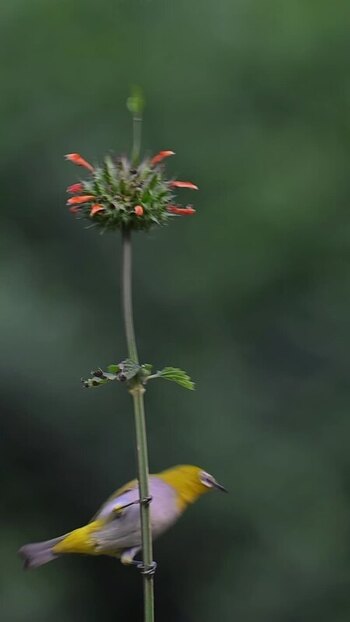View of a small bird feeding on a flower India.