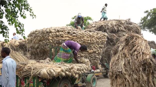 View of men loading bundles of jute onto a truck Bangladesh.