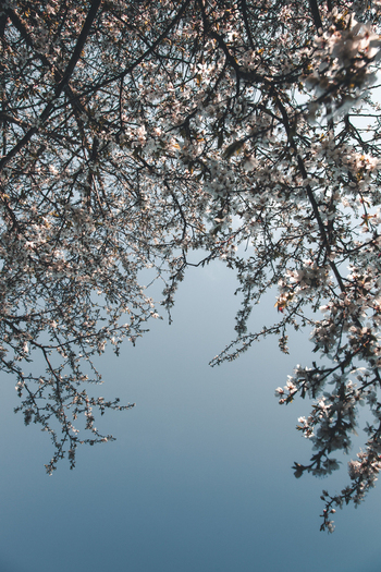 View of white blossoms on tree branches against a clear blue sky in Vormsi Laane County Estonia. View of white blossoms on tree branches against a clear blue sky in Vormsi Laane County Estonia.