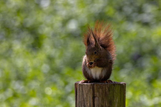View of a red squirrel sitting on a wooden post and eating a nut against a blurred green forest background in Mulhouse Grand Est France.