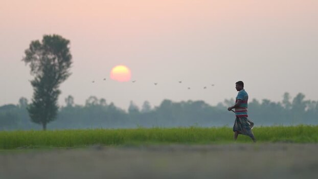 View of a man walking in a field at sunset in Bogura Bangladesh.