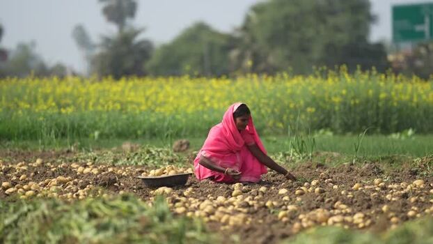 View of a woman harvesting potatoes in a rural field India.