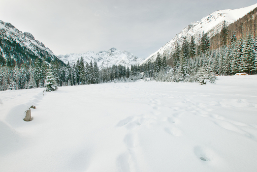 View of a snow covered field with footprints leading towards a dense evergreen forest and jagged snow capped mountain peaks in Tatra County Lesser Poland Poland. View of a snow covered field with footprints leading towards a dense evergreen forest and jagged snow capped mountain peaks in Tatra County Lesser Poland Poland.