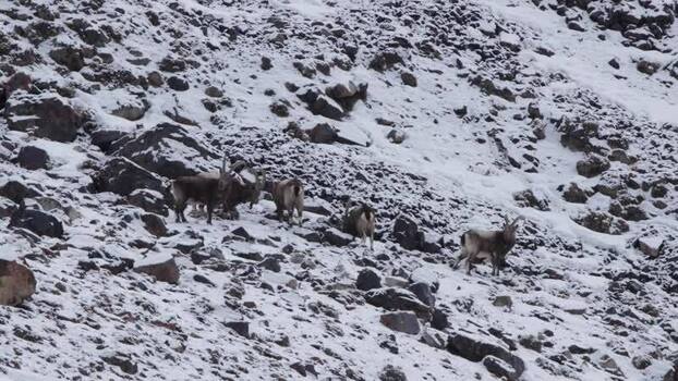 View of goats male Himalayan ibex herd traversing the snow covered rocky terrain of Khunjerab National Park the goats dark coats contrasting against the white landscape Khunjerab National Park Hunza Pakistan. View of goats male Himalayan ibex herd traversing the snow covered rocky terrain of Khunjerab National Park the goats dark coats contrasting against the white landscape Khunjerab National Park Hunza Pakistan.