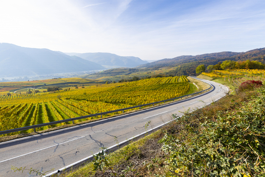 View of a winding road cuts through vibrant vineyards painted in autumn hues nestled against a backdrop of distant hazy mountains Wachau Lower Austria Austria. View of a winding road cuts through vibrant vineyards painted in autumn hues nestled against a backdrop of distant hazy mountains Wachau Lower Austria Austria.