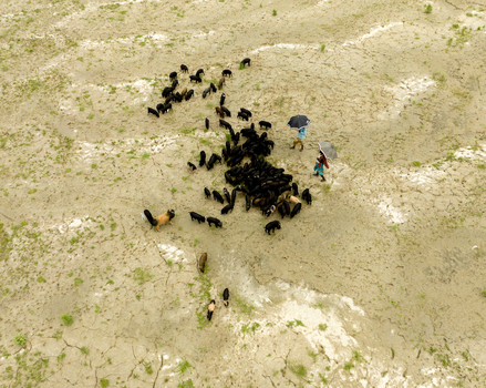 Aerial view of a herd of black pigs grazing on dry cracked earth with two people holding umbrellas in Bogura Rajshahi Division Bangladesh. Aerial view of a herd of black pigs grazing on dry cracked earth with two people holding umbrellas in Bogura Rajshahi Division Bangladesh.