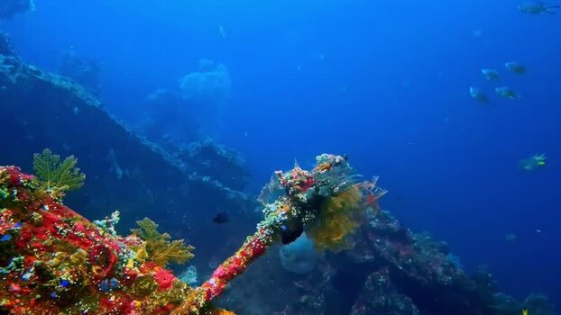 View of vibrant coral reef and marine life in Bali Indonesia.