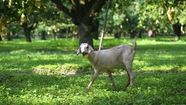 View of a goat walking in a mango orchard Bangladesh. View of a goat walking in a mango orchard Bangladesh.