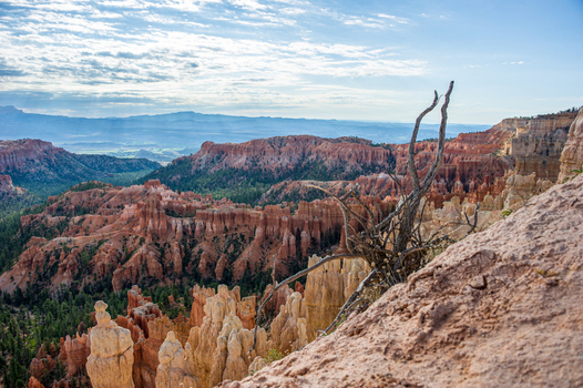 View of Bryce Canyon National Park with its iconic red rock hoodoos and a weathered tree in the foreground under a bright blue sky in Utah United States.