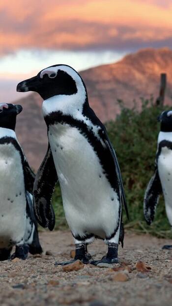 View of Stoney Point Penguin Colony South Africa. View of Stoney Point Penguin Colony South Africa.