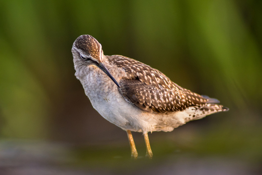 View of a wood sandpiper standing in shallow water and preening its feathers against a soft green background in Debrzno Pomeranian Voivodeship Poland. View of a wood sandpiper standing in shallow water and preening its feathers against a soft green background in Debrzno Pomeranian Voivodeship Poland.
