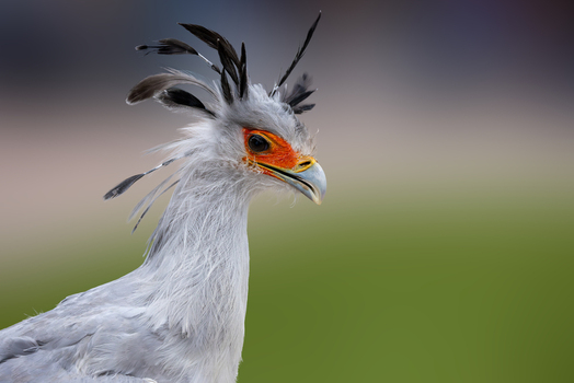 View of a secretarybird with its unique black crest and orange facial skin against a blurred green backdrop in Selestat Grand Est France.