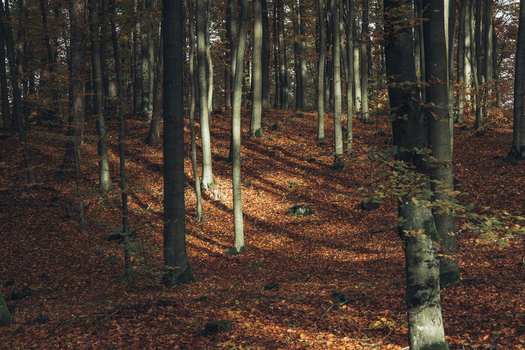 View of a serene beech forest during autumn with tall tree trunks and a carpet of fallen leaves illuminated by soft sunlight in Krakow Lesser Poland Voivode Poland. View of a serene beech forest during autumn with tall tree trunks and a carpet of fallen leaves illuminated by soft sunlight in Krakow Lesser Poland Voivode Poland.