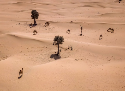 View of camels grazing among scattered trees and rolling sand dunes in the desert of Dubai Dubai United Arab Emirates. View of camels grazing among scattered trees and rolling sand dunes in the desert of Dubai Dubai United Arab Emirates.