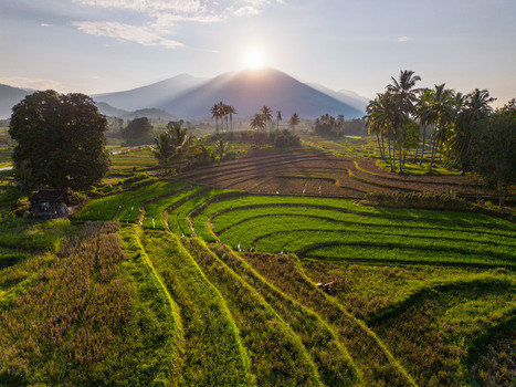 Aerial view of Kemumu rice terraces at sunrise with lush green paddies palm trees and a mountain backdrop in Arma Jaya Bengkulu Indonesia. Aerial view of Kemumu rice terraces at sunrise with lush green paddies palm trees and a mountain backdrop in Arma Jaya Bengkulu Indonesia.