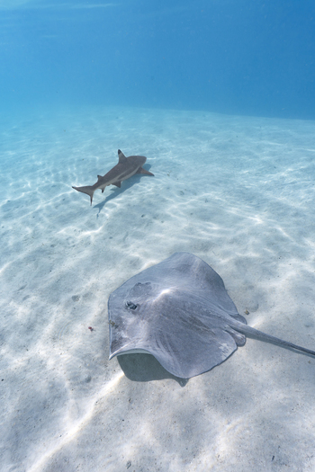 View of a stingray swimming over the sandy seabed near a blacktip reef shark in clear turquoise water in Moorea Maiao Windward Islands French Polynesia.