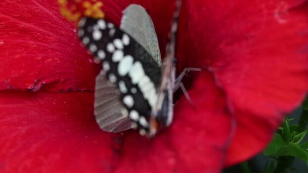 View of a butterfly on a red hibiscus flower France.