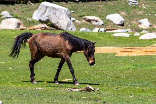 View of a brown horse grazing in a lush green meadow near the Jahaz Banda Alpine Rest House in Kumrat Valley Khyber Pakhtunkhwa Pakistan. View of a brown horse grazing in a lush green meadow near the Jahaz Banda Alpine Rest House in Kumrat Valley Khyber Pakhtunkhwa Pakistan.