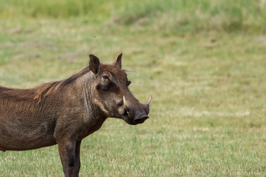 View of a common warthog with prominent tusks standing in the green savanna of Welgevonden Game Reserve Waterberg District Municipality Limpopo South Africa. View of a common warthog with prominent tusks standing in the green savanna of Welgevonden Game Reserve Waterberg District Municipality Limpopo South Africa.
