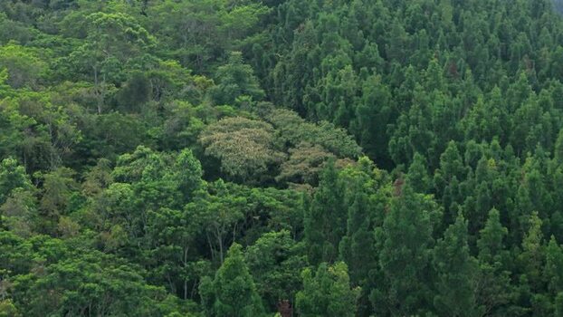 Aerial view of dense tropical forest and lush trees in Indonesia. Aerial view of dense tropical forest and lush trees in Indonesia.