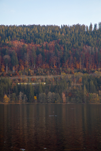 View of a yellow train passing through a dense forest with vibrant autumn foliage reflected in the calm waters of a lake in Breitnau Baden Wurttemberg Germany. View of a yellow train passing through a dense forest with vibrant autumn foliage reflected in the calm waters of a lake in Breitnau Baden Wurttemberg Germany.