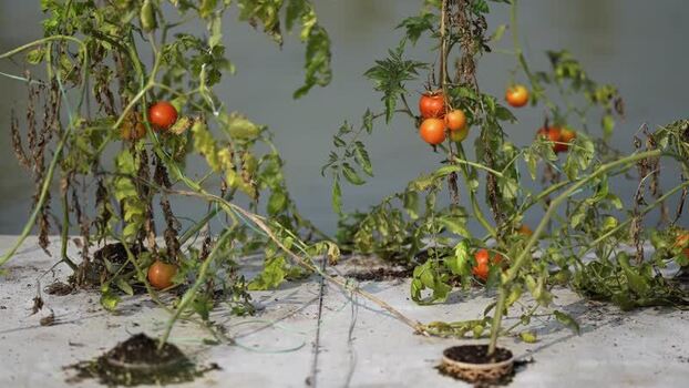 View of ripe tomatoes growing on plants in a rooftop garden India.