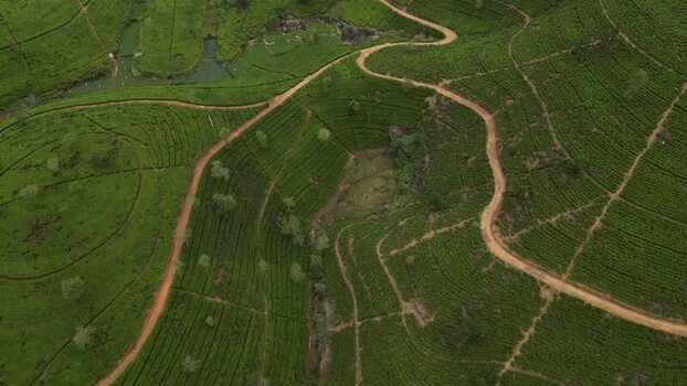 Aerial view of tea plantations in Nuwara Eliya Sri Lanka. Aerial view of tea plantations in Nuwara Eliya Sri Lanka.