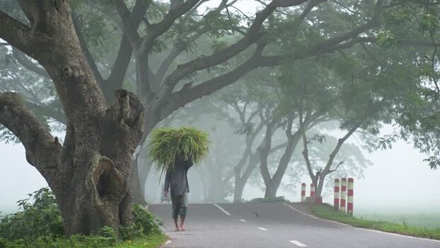 View of a man carrying grass on a foggy road in Bogura Bangladesh. View of a man carrying grass on a foggy road in Bogura Bangladesh.