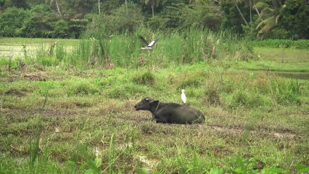 View of a water buffalo with an egret in a field Sri Lanka. View of a water buffalo with an egret in a field Sri Lanka.