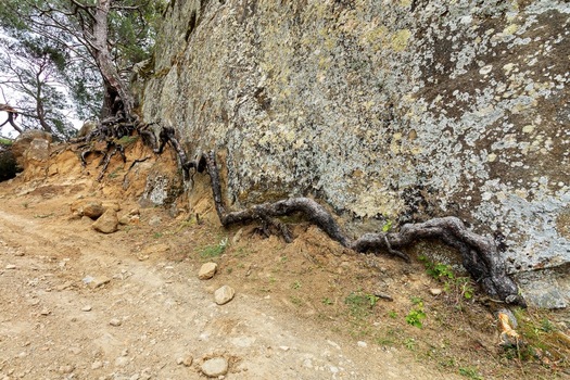 View of a gnarled tree root growing along a large lichen covered rock face beside a dirt path in Adatepe Canakkale Turkey. View of a gnarled tree root growing along a large lichen covered rock face beside a dirt path in Adatepe Canakkale Turkey.