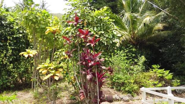 View of stone marker among tropical foliage Pitcairn Islands.